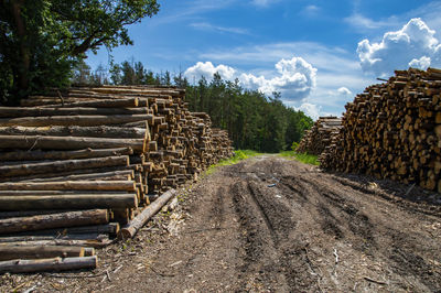 Cut down trees are stacked along a dirt road in the forest.