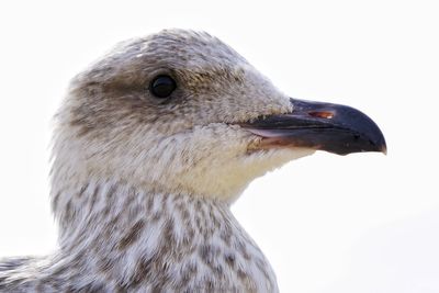 Close-up of a bird