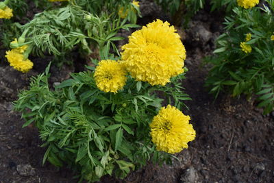 High angle view of yellow flowering plants