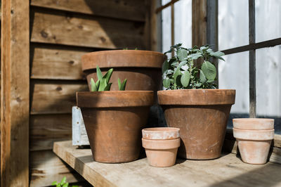 Potted plants in greenhouse in waco texas