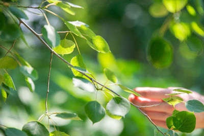 Close-up of fresh green leaves on plant