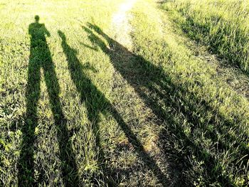 Shadow of grass on field