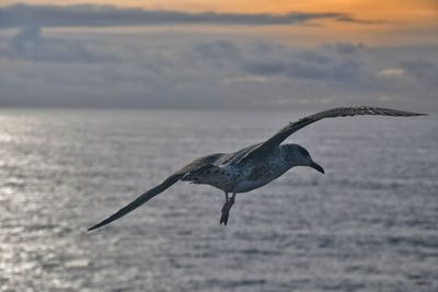 Low angle view of bird flying over sea