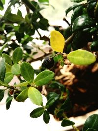 Low angle view of insect on tree