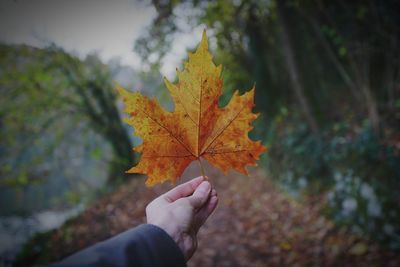 Close-up of cropped hand holding maple leaf in forest during autumn