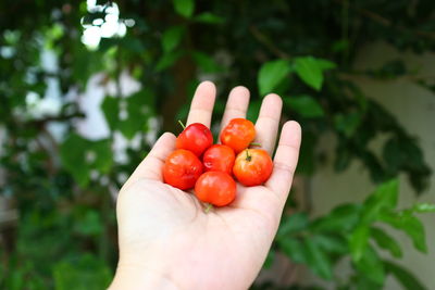 Cropped image of hand holding strawberry