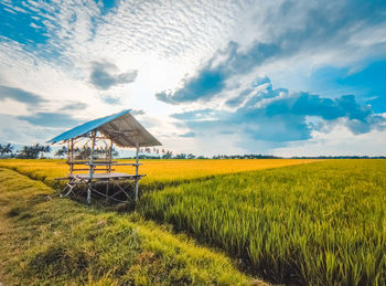 Scenic view of agricultural field against sky