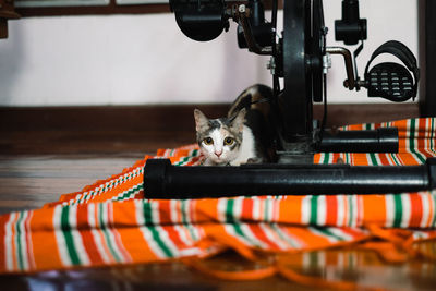 Close-up of a cat