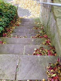 Leaves on footpath