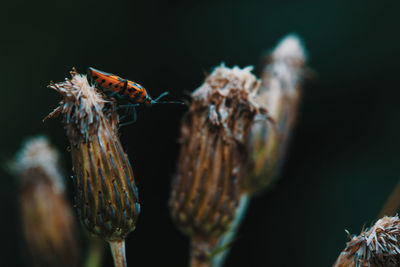 Close-up of insect on flower