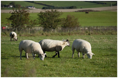 Sheep grazing in a field