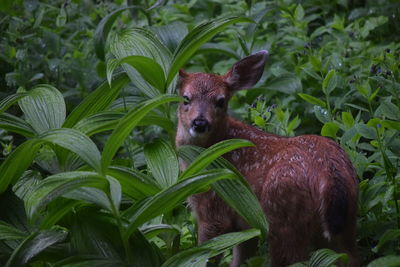 Close-up of fawn