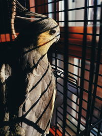 Close-up of a bird in cage