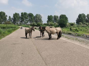Horses standing on road amidst trees