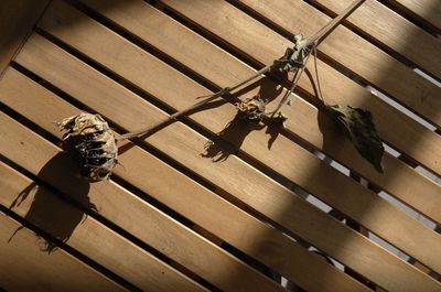 High angle view of insect on wood