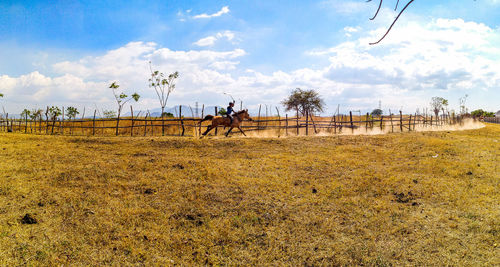 Horse and local culture 