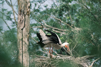 Bird flying over a tree