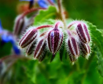 Close-up of purple flowering plant