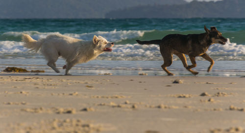 A white dog and a brown dog playing at the beach