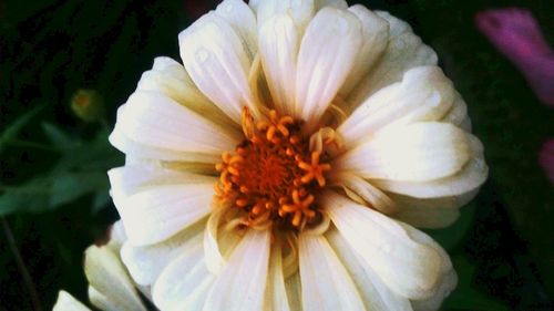 Macro shot of white flower