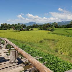 Scenic view of agricultural field against sky