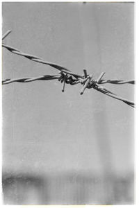 Close-up of barbed wire