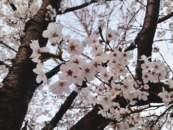 Low angle view of cherry blossom tree