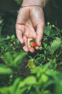 Cropped hand picking strawberry in garden
