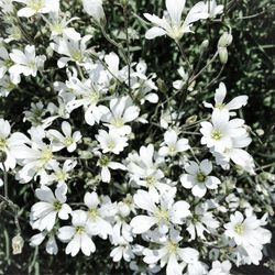 Close-up of white flowers