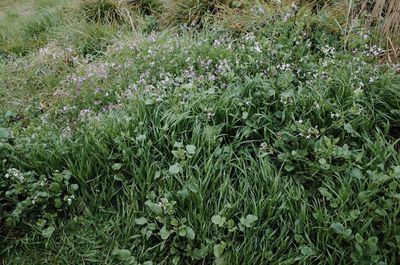 Plants growing on field