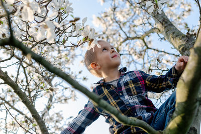 A boy climbs a blooming magnolia tree.