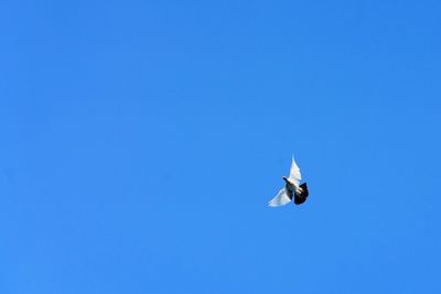 Low angle view of bird flying against blue sky