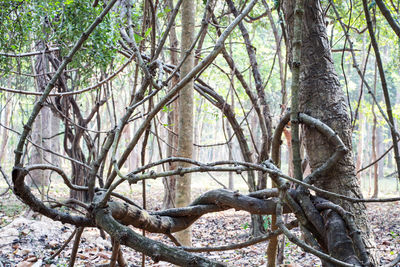 Fallen tree in forest