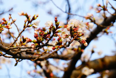 Low angle view of apple blossoms in spring