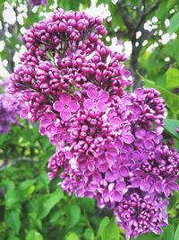 Close-up of pink flowers