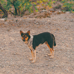 Portrait of dog standing on land