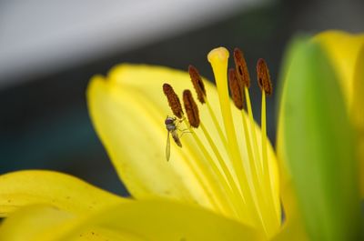 Yellow lilly in my garden