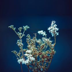 Close-up of frozen plant against blue sky