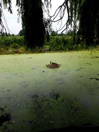 Scenic view of lake in forest