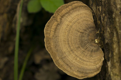 Close-up of tree stump