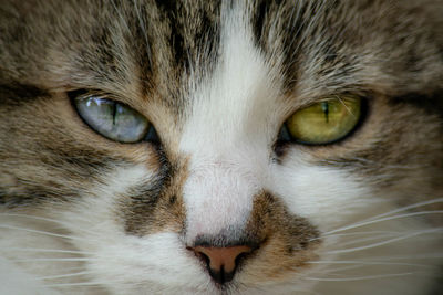 Close-up portrait of a cat