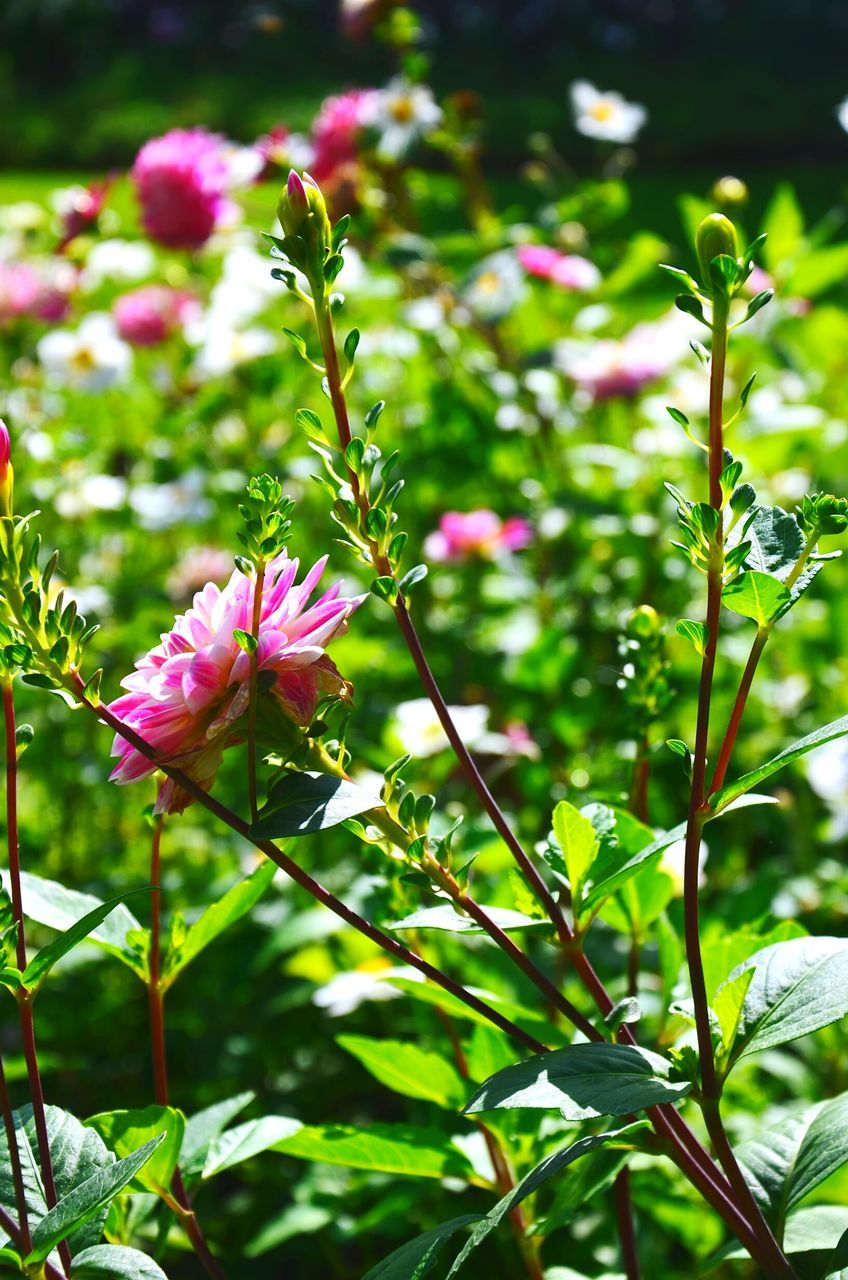 flower, freshness, growth, fragility, beauty in nature, pink color, petal, nature, focus on foreground, plant, stem, close-up, blooming, leaf, flower head, bud, in bloom, blossom, outdoors, day