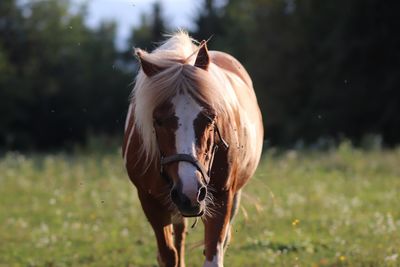 Horse standing on field