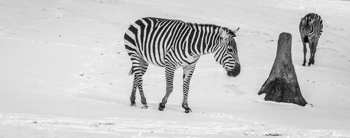 View of a horse on snow covered field