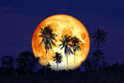 Coconut palm tree on field against sky at sunset