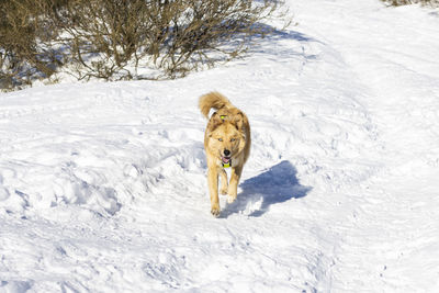 Dog rescued from an animal shelter playing in the snow with his family on the puebla de lillo