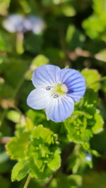 Close-up of purple flower