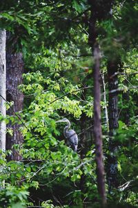 Bird perching on tree in forest