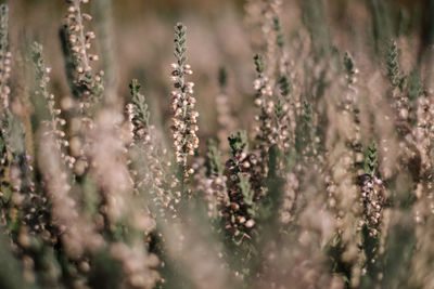 Close-up of flowering plants on land