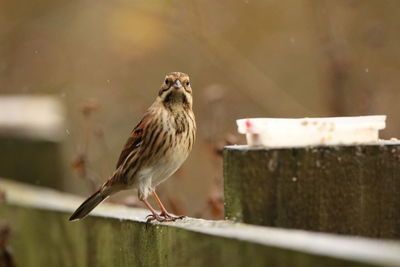 Close-up of corn bunting  perching on railing